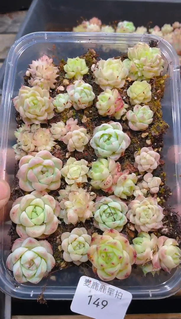 149A级麦秆女王