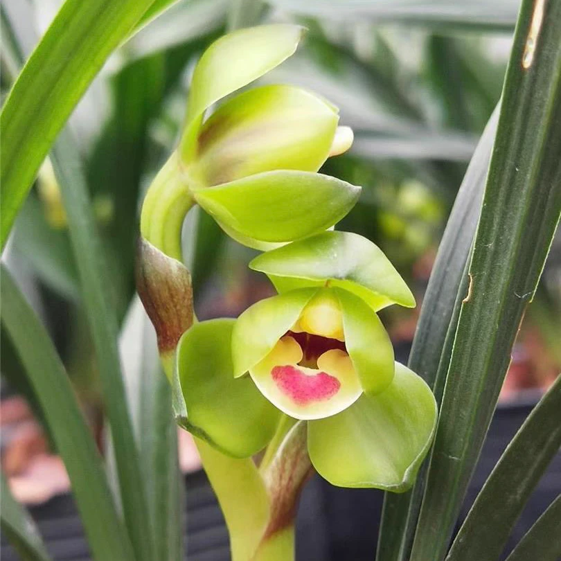 漏风漏雨自然苗国兰植物花卉好养长花期绿植经典名品