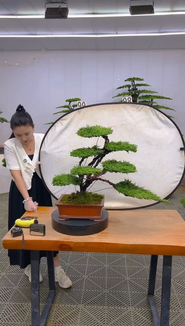 无花朵济州真柏盆景......