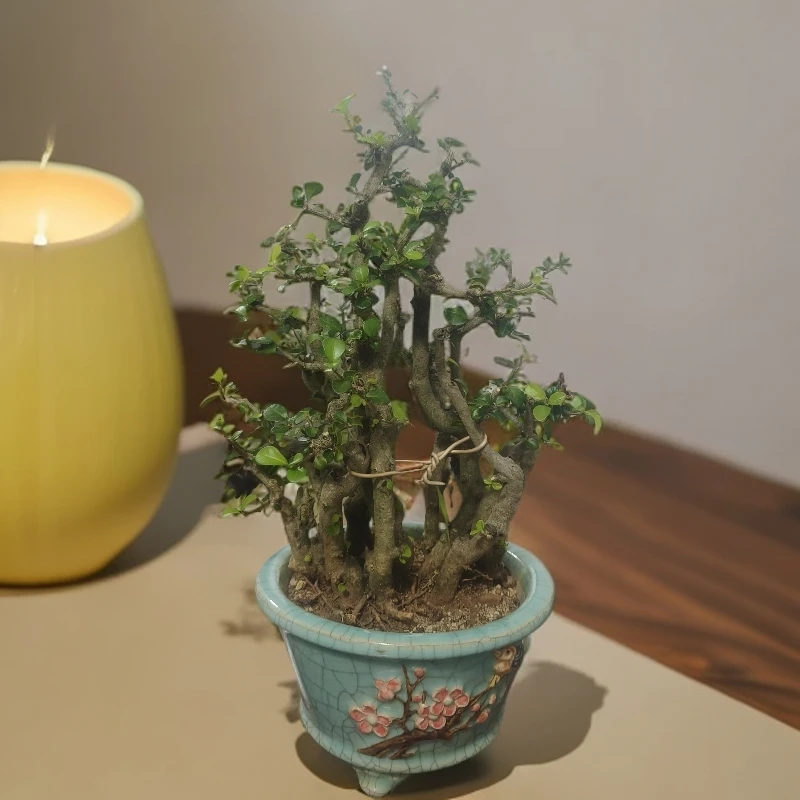 悬崖造型攀枝花茶盆景老桩鲜活盆栽适合室内书房养护