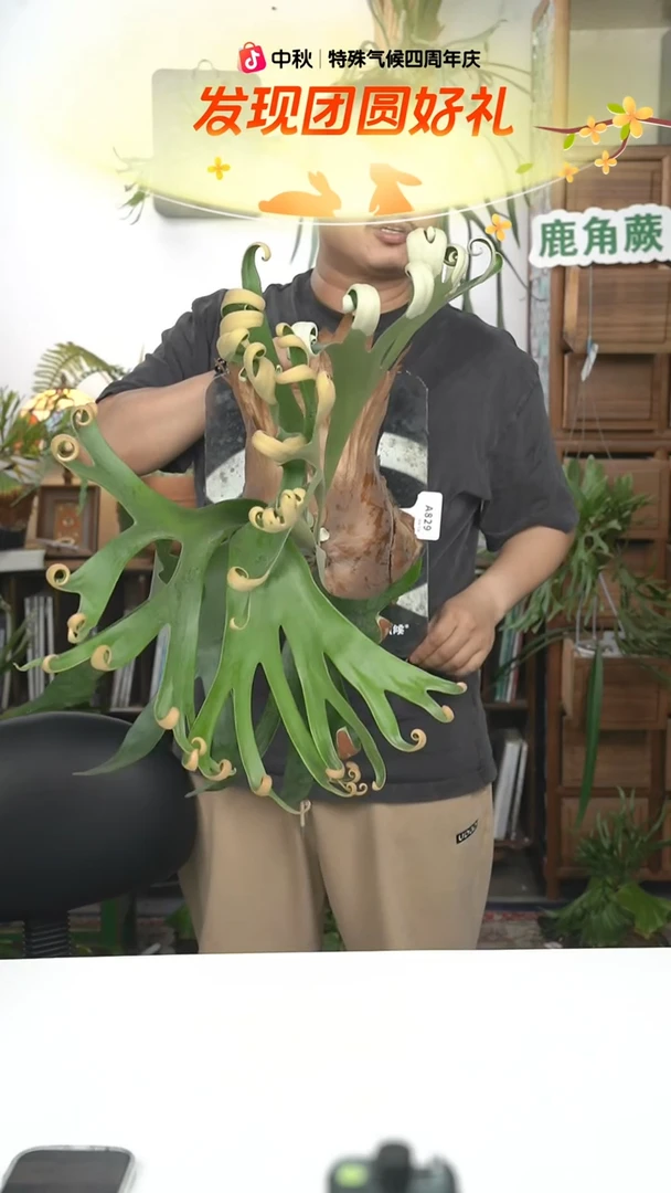 不开花植物A829-卷卷成株