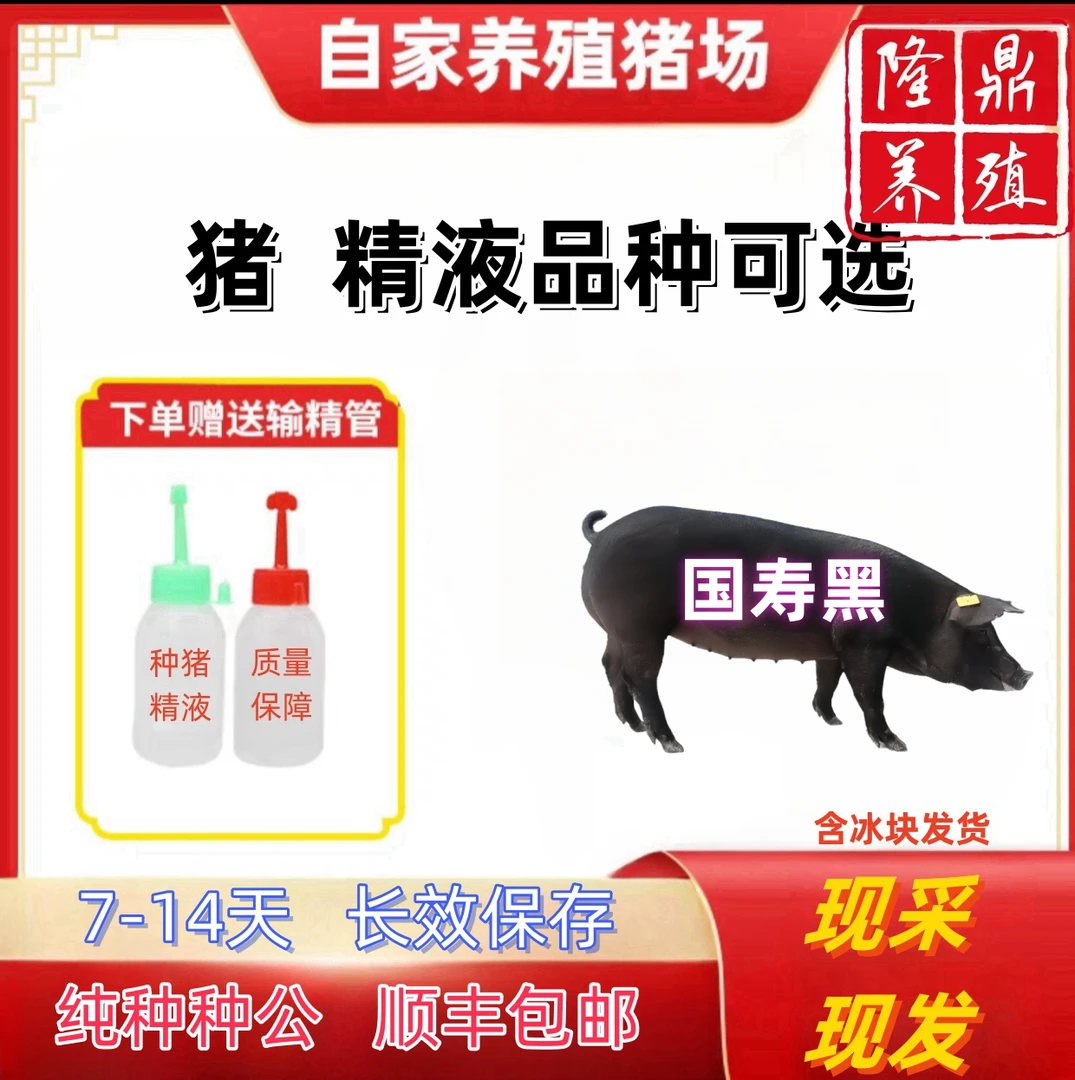 国寿黑，黑金刚种公猪精液包邮包对版母猪用批发输精管猪用耗材品