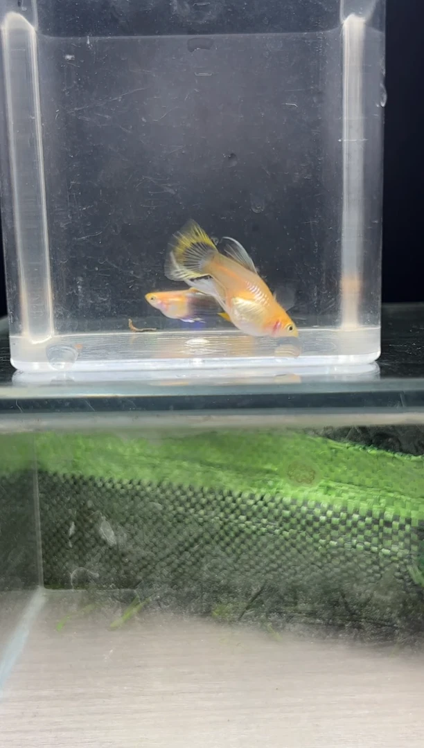 孔雀鱼黄龙球C体编号20