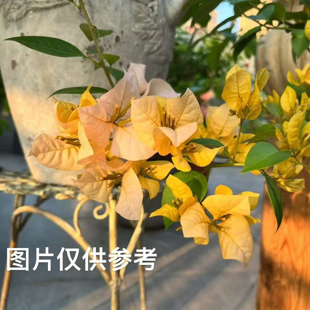【黄女郎】【包对版】三角梅四季开花爬藤飘枝好养护【无售后】