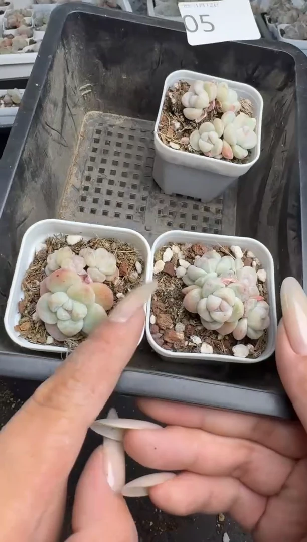 【闪购商品】205号到手1框--江北多肉