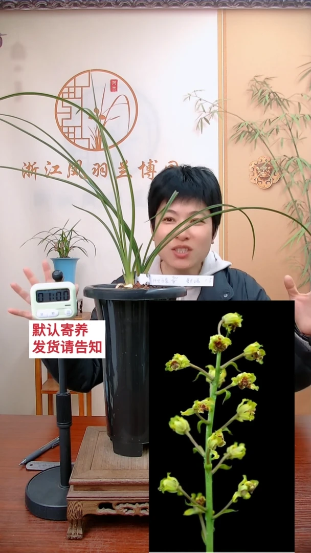【闪购商品】大白菜，爱兰之者
