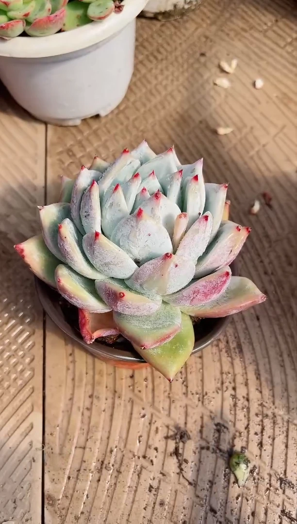 【闪购商品】02557