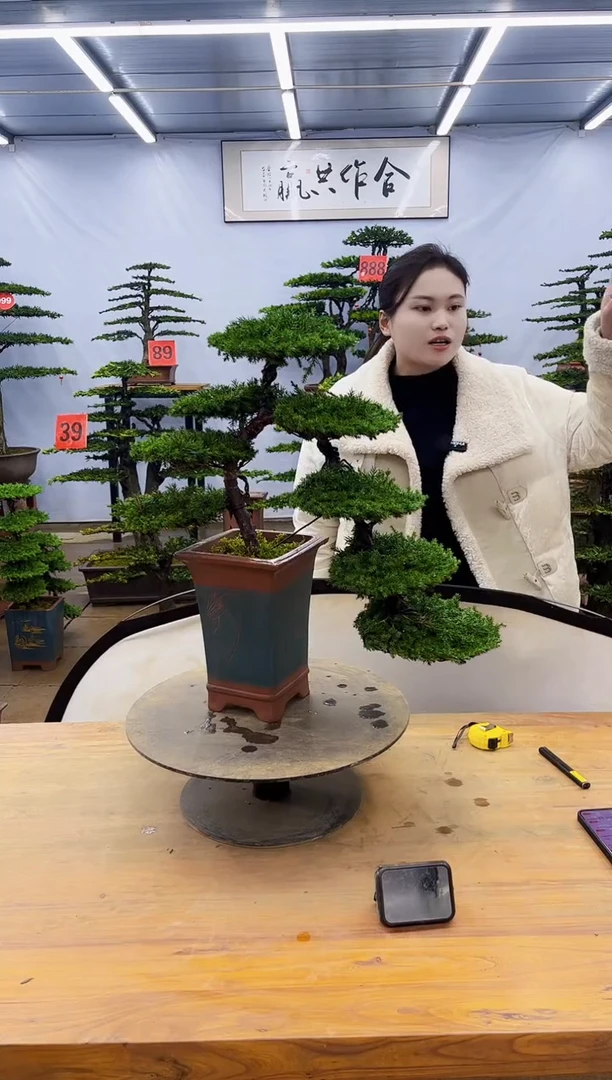 【闪购商品】高端盆景一物一拍，所见即所得