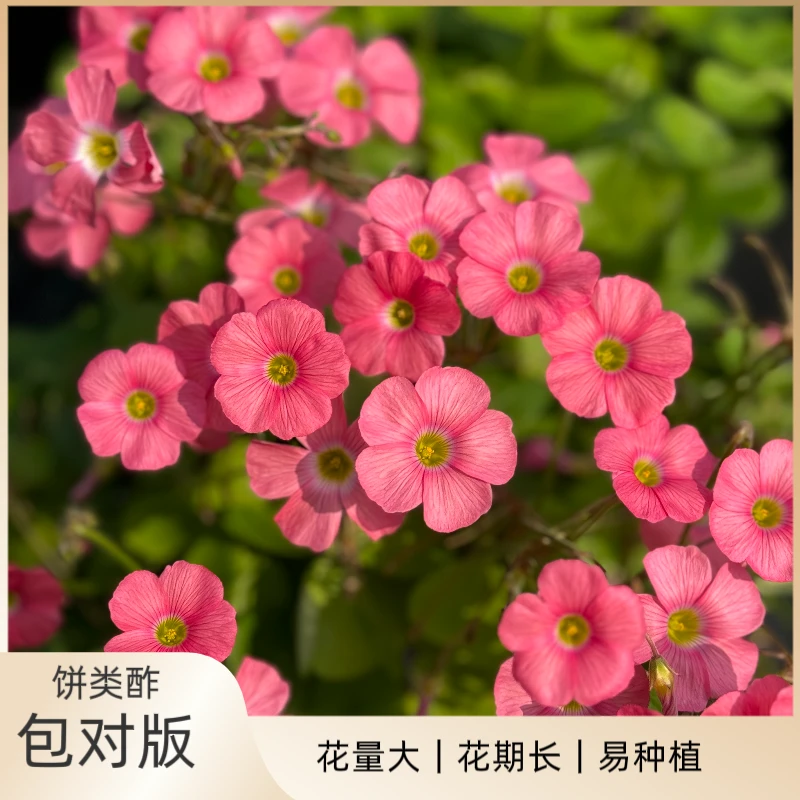 花园一只猫【多季开】【饼类合集】酢浆草种球开花早好养大饼南瓜饼