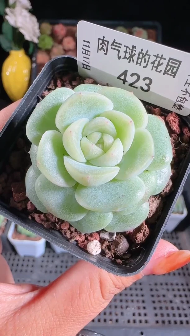 1117-423冰心27麦秆群生不包整