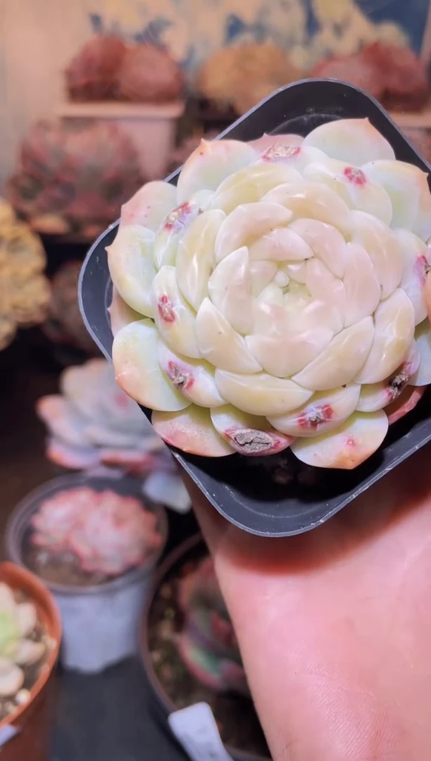 【闪购商品】178蜡像微瑕