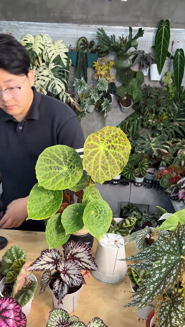 完全开放福寿秋海棠