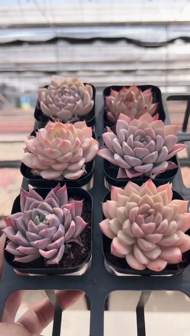 【闪购商品】福利款多肉133（6选一其中一颗）不可选