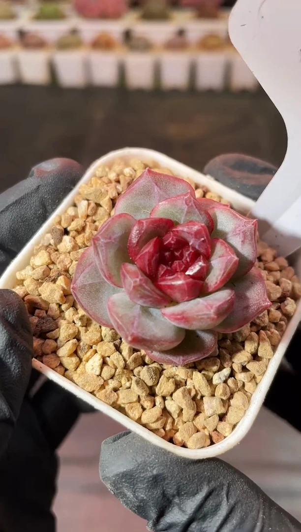 3-55 磁铁2-3厘米 量拍发一颗