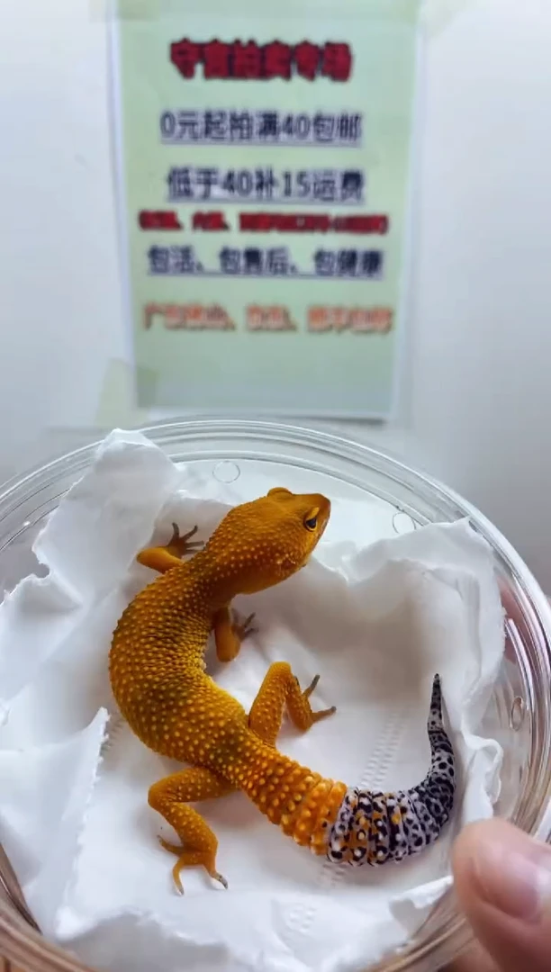 豹纹守宫豹纹守宫幼苗亚成体成体肥尾