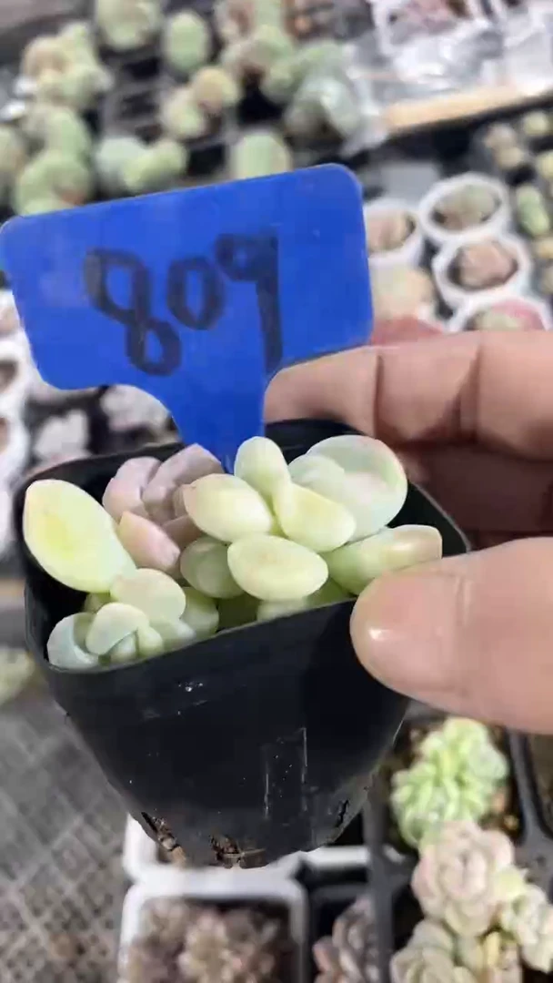 【闪购商品】809多肉