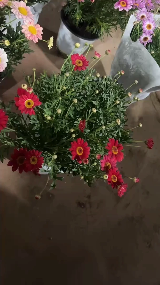 完全开放两单包邮，红色玛格丽特