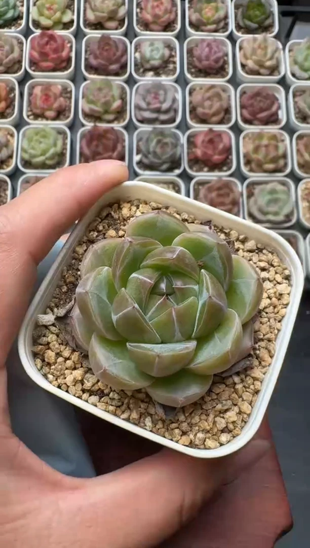 532S带盆土发 当场拍3颗以上包柚 多肉植物 一物一拍