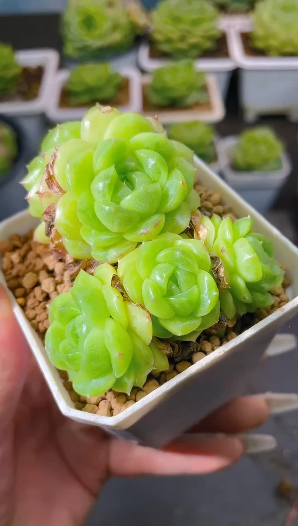 092珍妮一物一拍