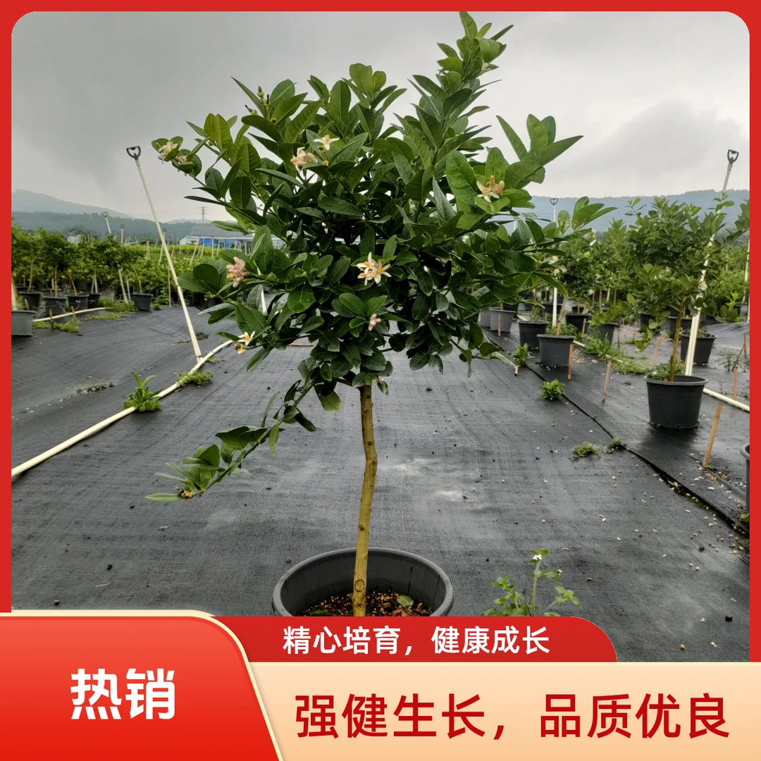 《高杆棒棒糖造型》广东四季香水柠檬造型盆栽