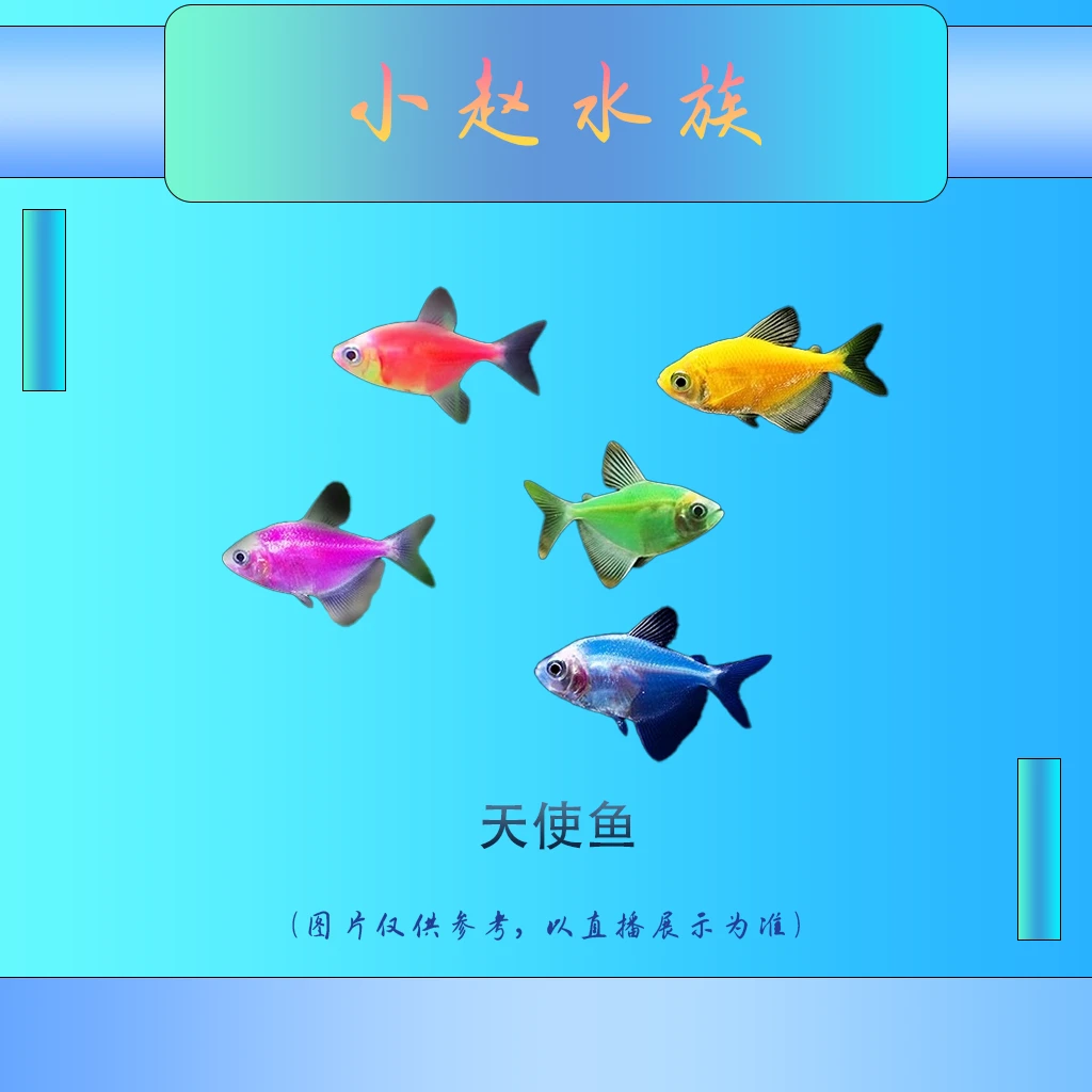 耐活天使群游彩色小型七彩热带观赏鱼新手好养糖果天使鱼观赏鱼