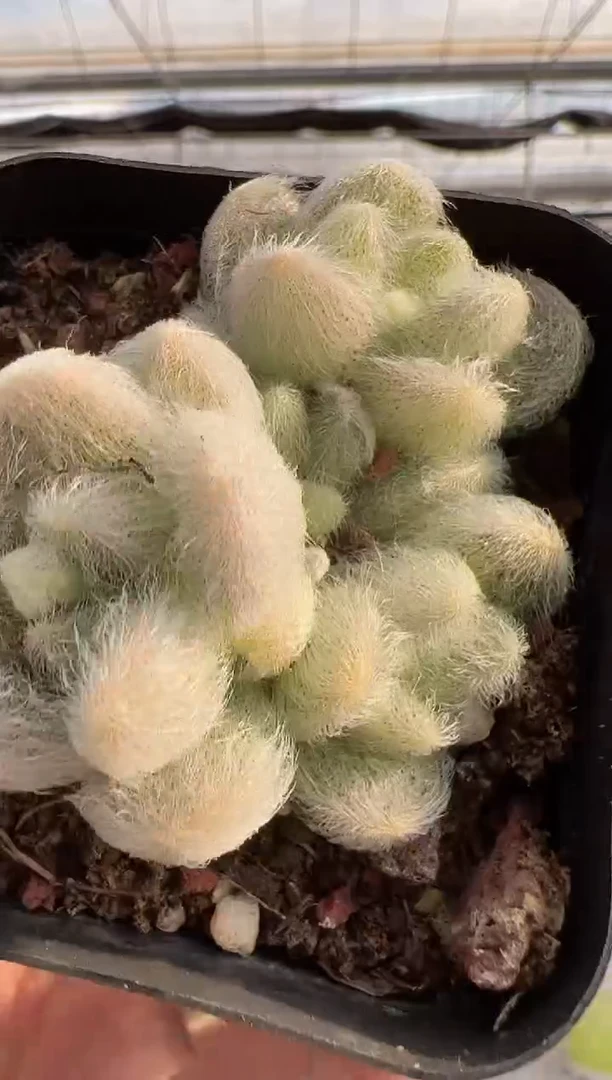 【闪购商品】信东尼多肉-15