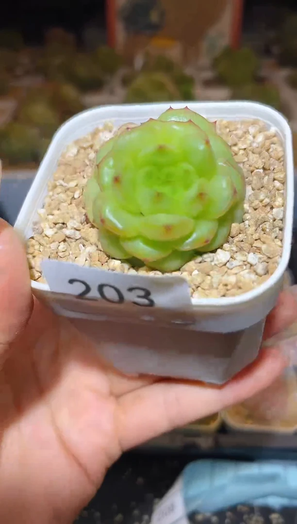 【闪购商品】203灯泡珍妮