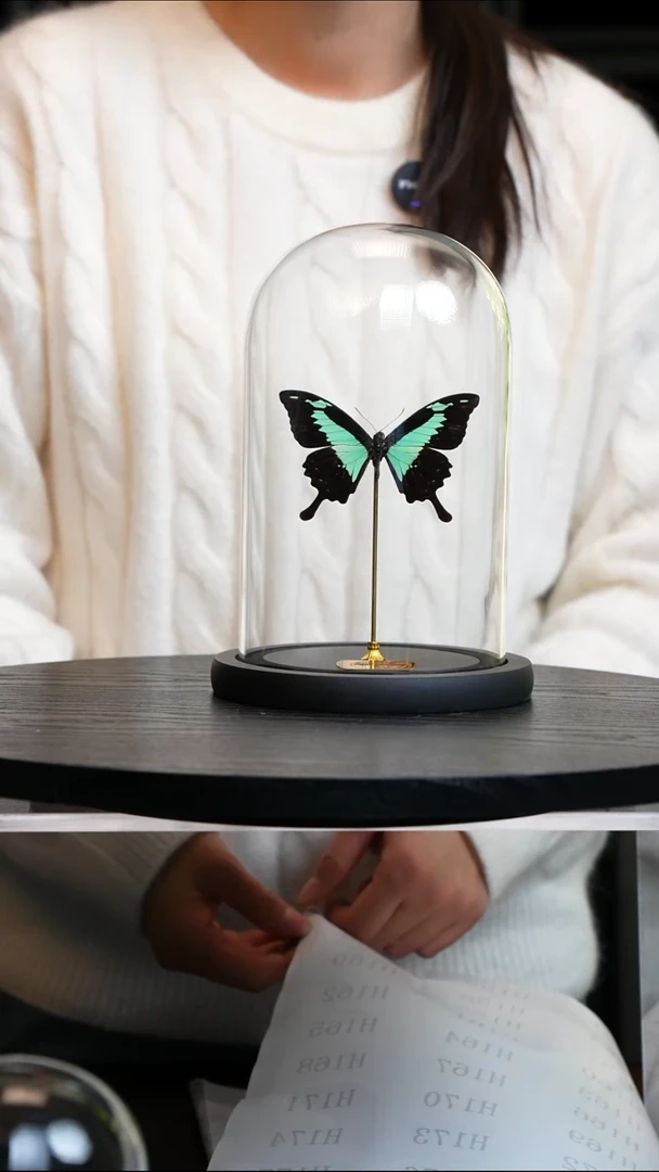 福翠凤蝶中号玻璃罩