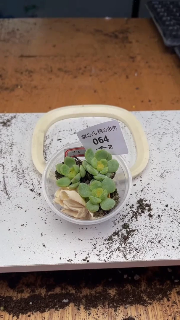064多肉植物多肉植物