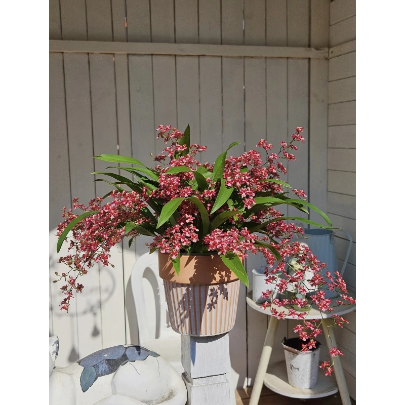 【文心兰巧克力】办公室阳台花卉