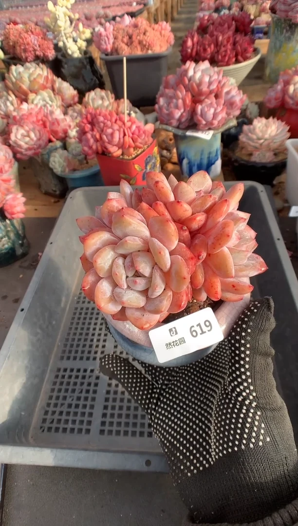 619雪天使多肉植物一物一拍