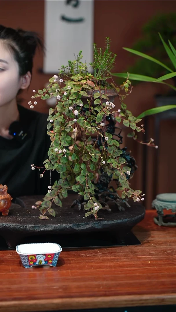 无花朵山野草盆景盆景