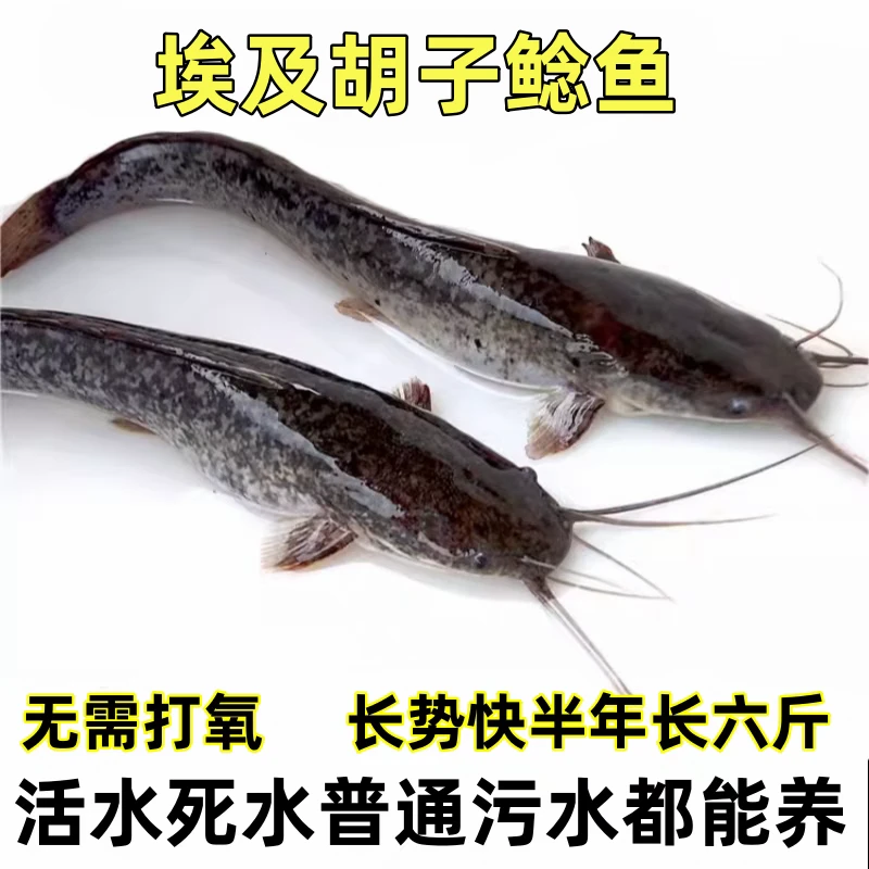 埃及鱼快大型胡子鲶鱼埃及塘鲺鱼江秋活体埃及杂鱼克星埃及鲶鱼