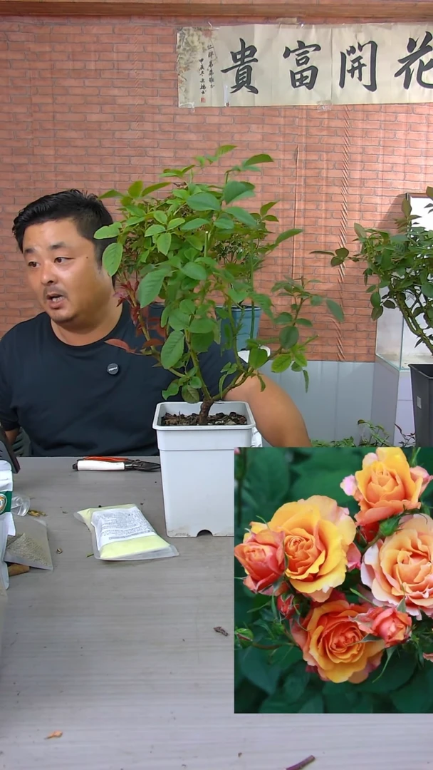 当前无花朵，栽培后可花朵艾帕索