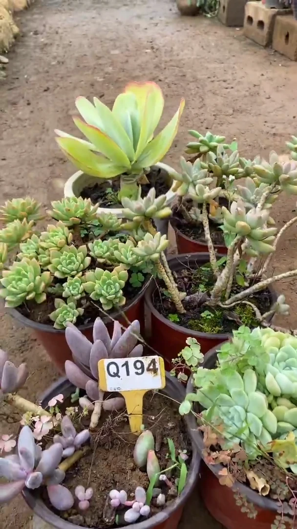 Q194多肉组合默认脱土发货