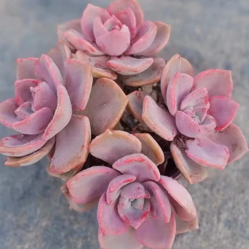 【嘉年华多肉】彩虹糖锦（脱土发货）大福利品 满色全状态精品莲花座