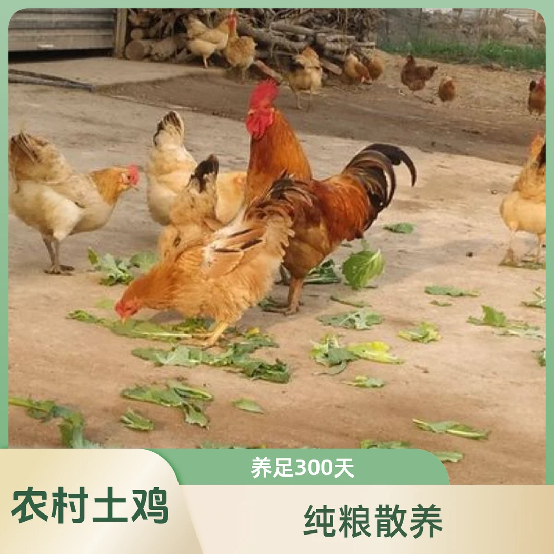 农户纯粮散养土鸡养足300天无激素无抗生素(母鸡)
