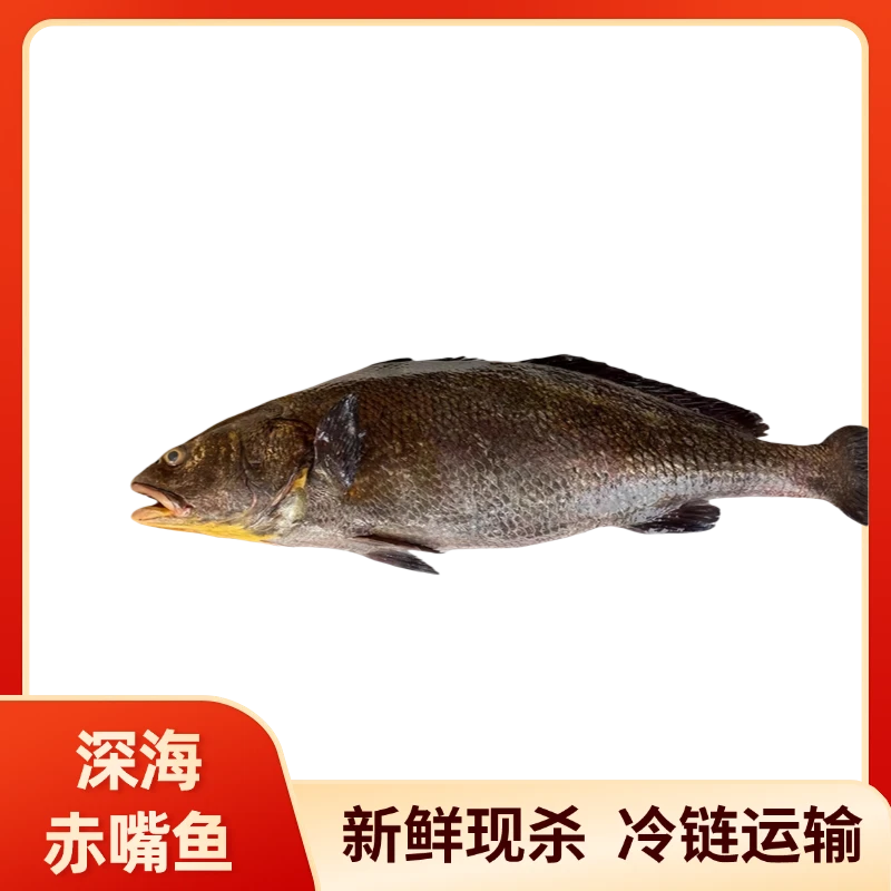12斤左右新鲜赤嘴鳘鱼米鱼鮸鱼当天现捕鲜活海鱼 无鱼胶 无内脏