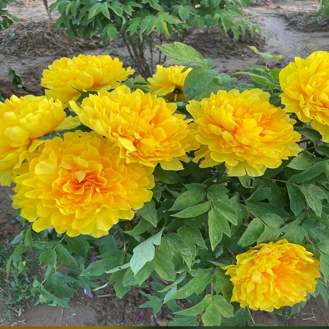 【黄金爱丽丝】观赏牡丹老桩(先发花肥秋季发花苗）