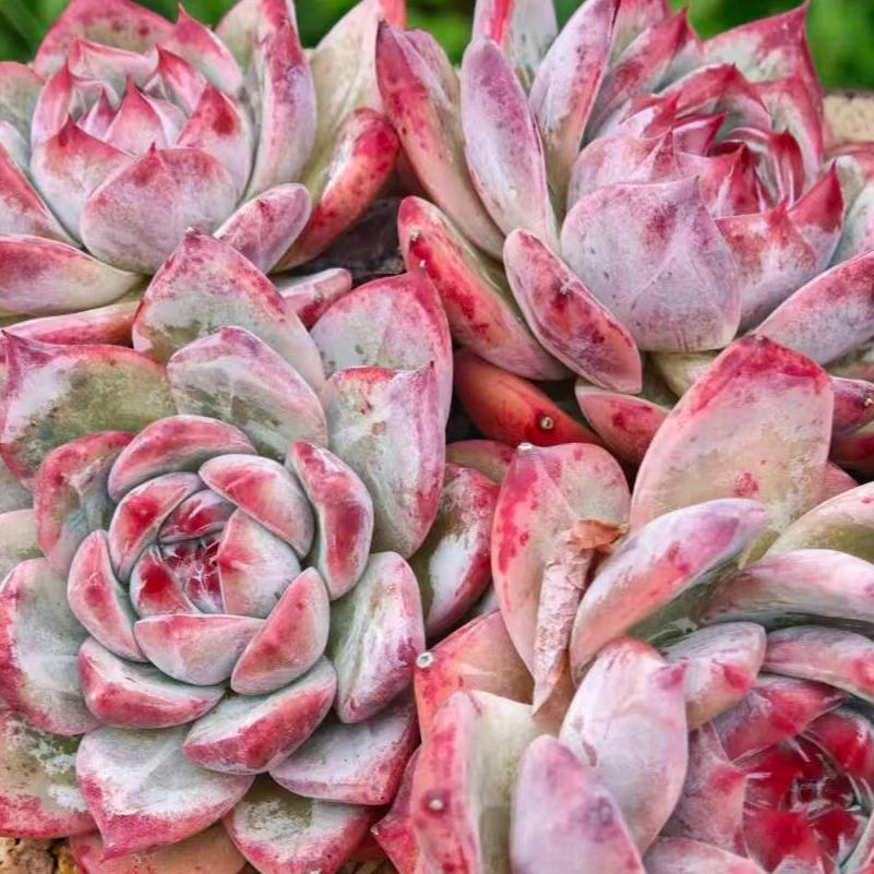 花玺多肉植物一物一拍(18-98)