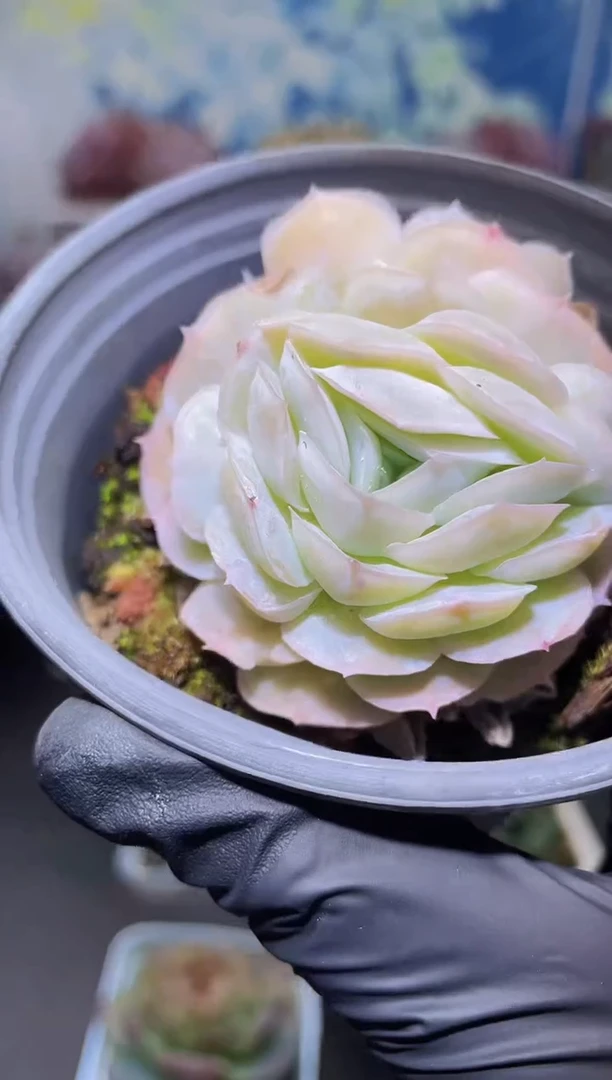 【闪购商品】006贝壳