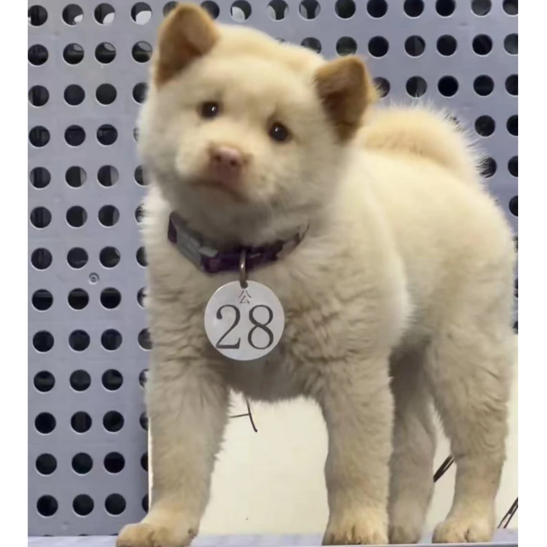 （广西平南阿斌田园犬）T狗狗活体