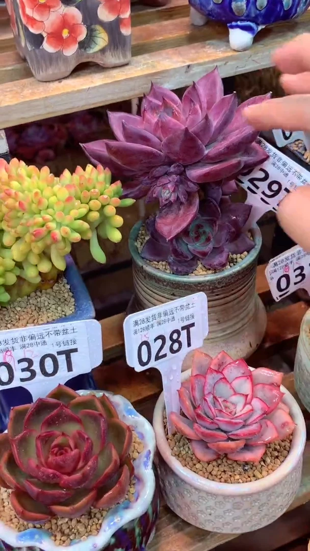 029 T(一物一拍实付满28发货，默认不带盆土）