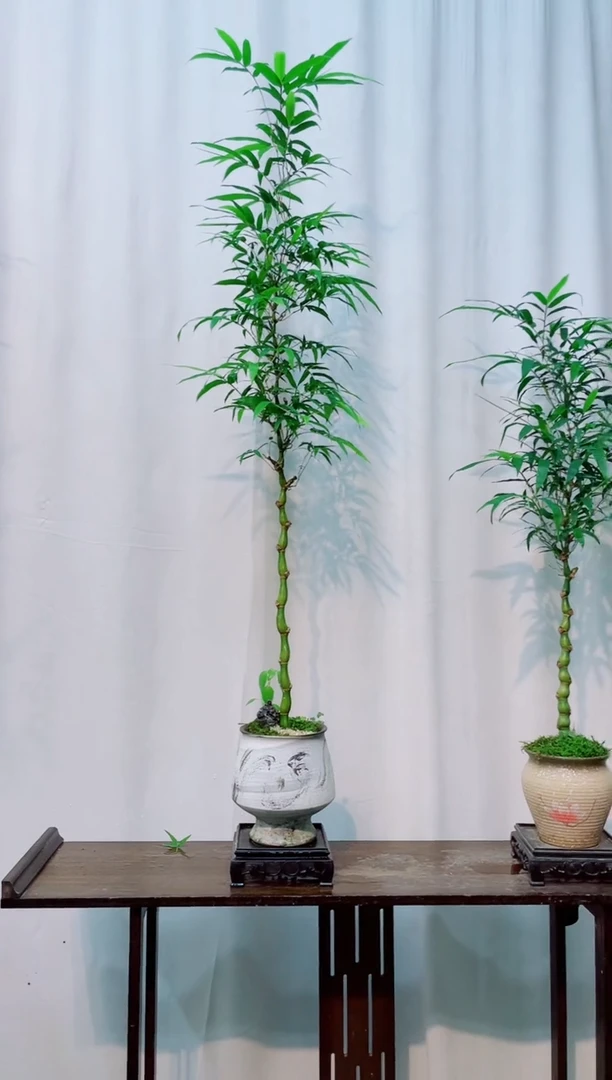 无花朵竹子盆景竹子盆景