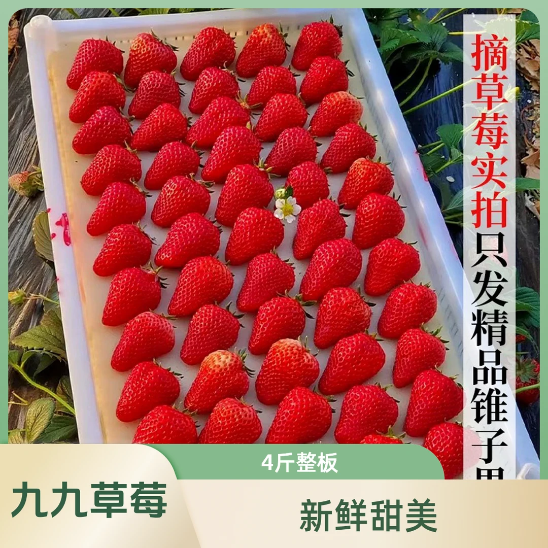 丹东九九大草莓一整板4斤左右
