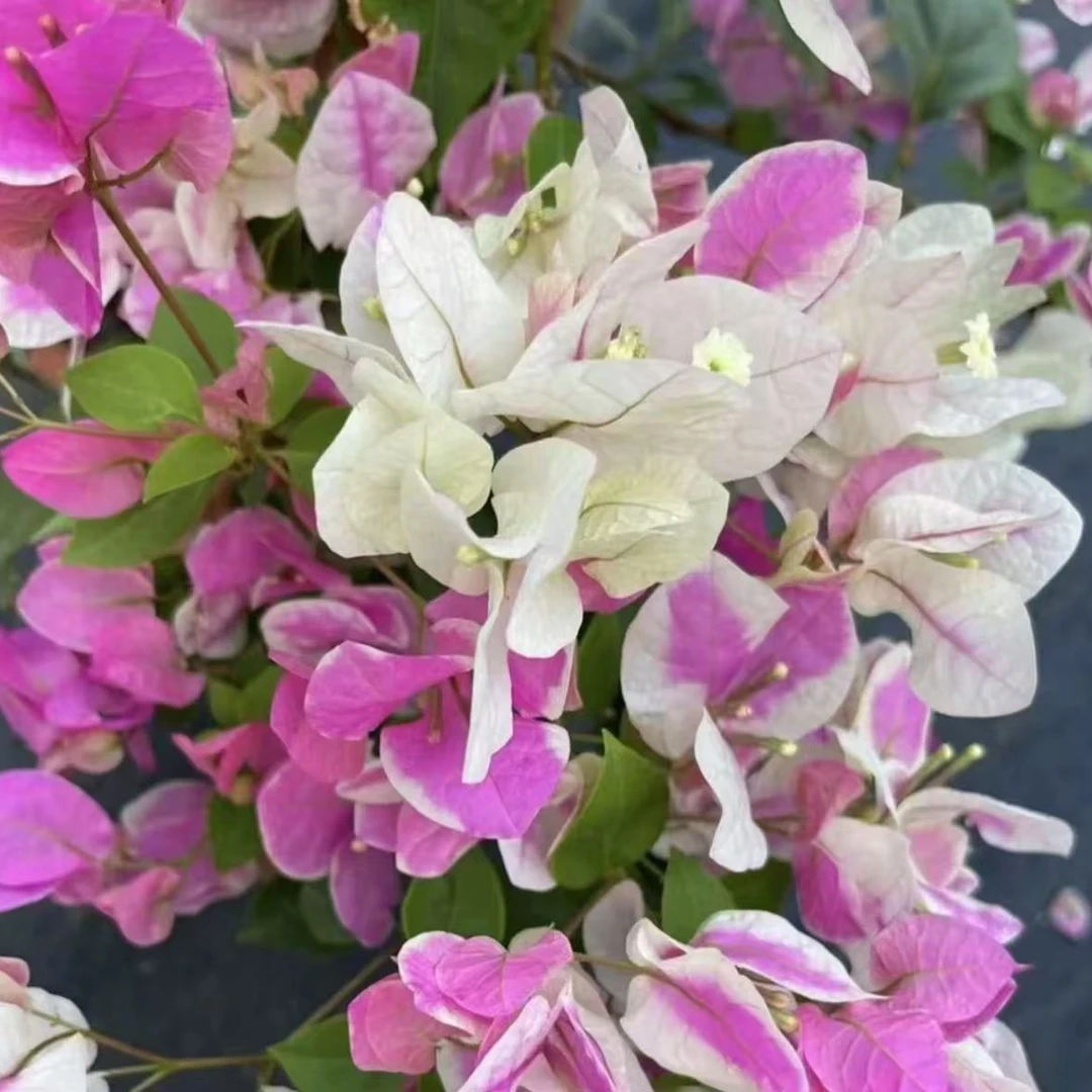 （漳红樱）三角梅勤花变色系四季开花爬藤植物可地栽植物基地直发