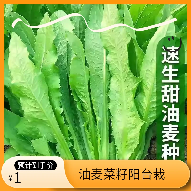 供销[全店5件包邮]油麦菜种子大叶耐热四季阳台盆栽大颗蔬菜