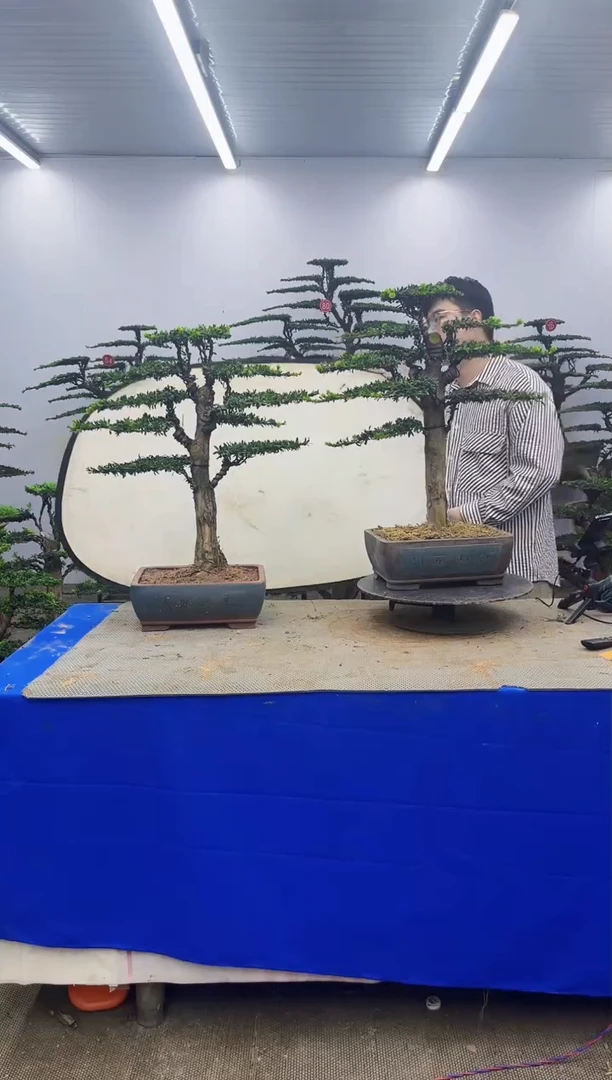 无花朵一物一拍，所见即所得