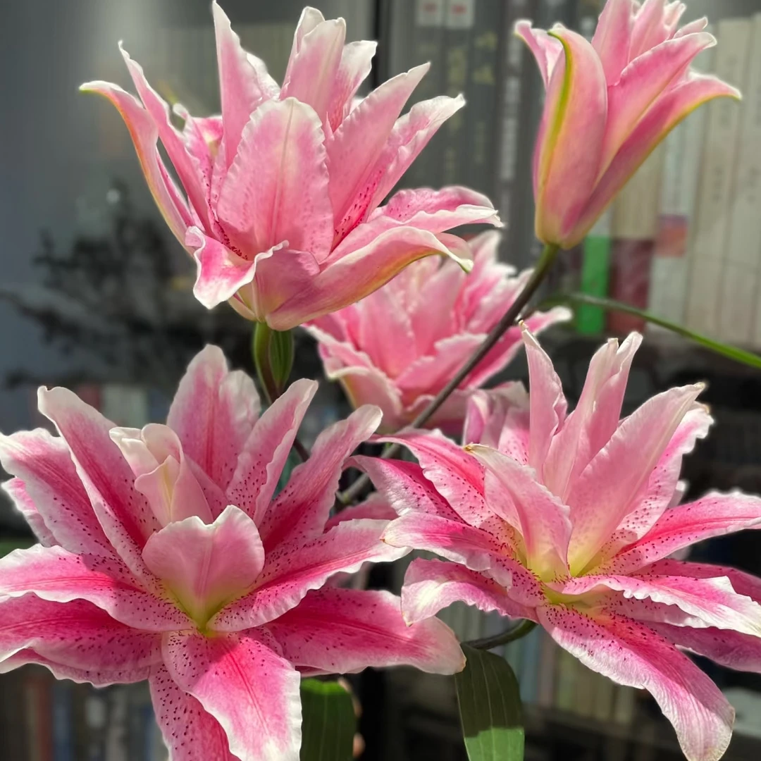 【优质鲜切花】迪奥 重瓣 香水百合 任意两单顺丰冷链包邮