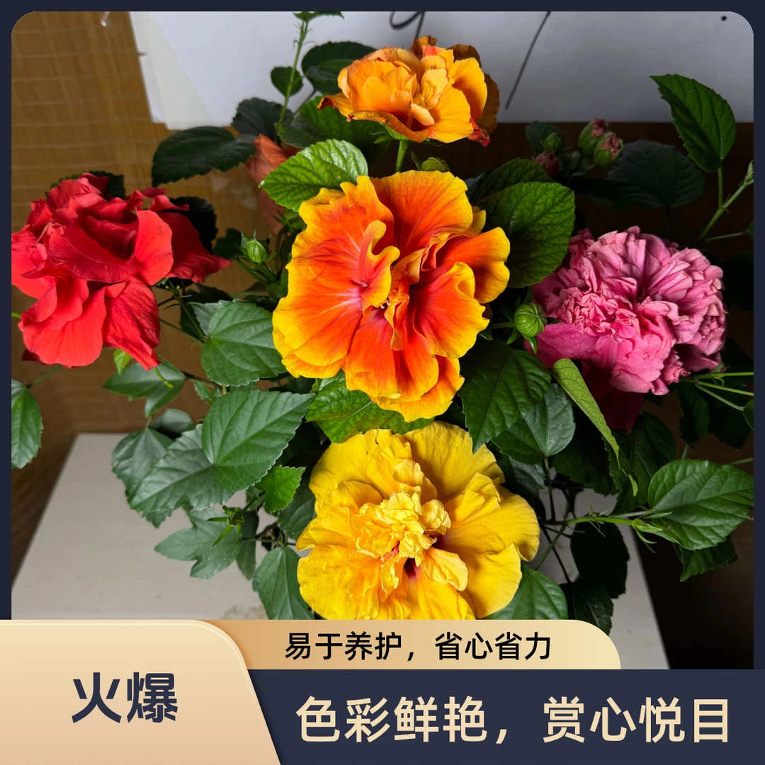 【混色嫁接木槿】嫁接重瓣大花混色耐热耐阴花期长庭院阳台植物